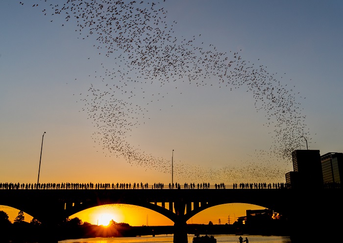 Congress Bridge Bats