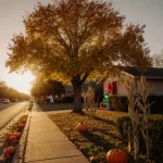 Oak tree standing tall with golden autumn leaves under a sunset sky