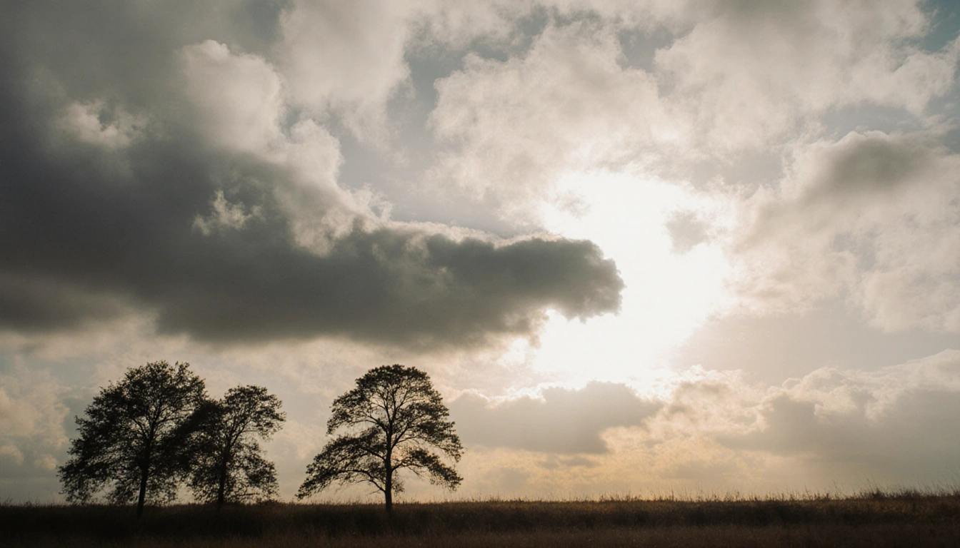 Tall trees rustle in breeze with warm sunlit ground beneath a cloudy Tuesday sky.