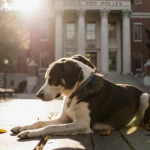 Two dogs sit together on a bench with heads bowed toward each other under warm sunlight and a university building with leaves