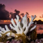 Bleached coral reef withers with tangled seaweed and sunset sky.