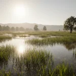 Lush greenery emerges from shallow marsh water with warm sunlight filtering through trees on Hungary’s Great Plain.