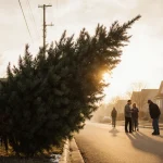 Curbside Christmas tree stands on Austin curb with branches slightly bent under golden sunlight as neighbors place trees near
