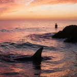 Shark glides beneath water with fins slicing calm waves and a fiery sunset over Monterey Bay