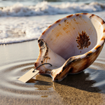 Weathered shell fragment open on sandy beach with golden light illuminating textured edges and waves rolling in background.